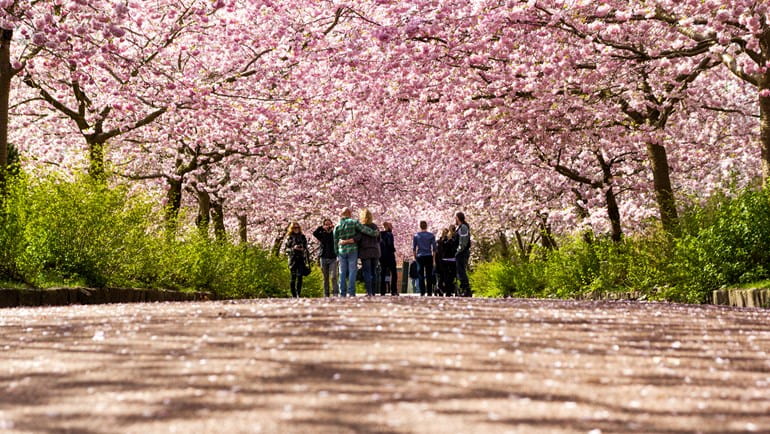 Kirsebærtræerne der blomstrer på Bispebjerg Kirkegaard | Photo by: Thomas Rousing | Source: Visit Denmark