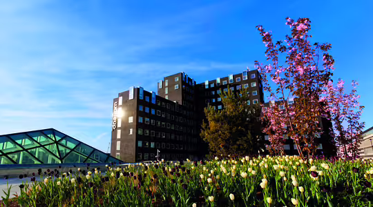 En moderne bygning med mørk, geometrisk arkitektur står mod en blå himmel. I forgrunden har en frodig have blomstrende lyserøde kirsebærblomster og en seng af hvide og mørke tulipaner, hvilket skaber en levende, kontrastfuld scene.